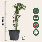 Brugmansias - 3 buc - Brugmansia - Înălţime 25-40cm - ⌀9cm