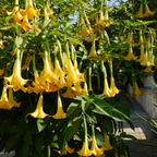 Brugmansias - 3 buc - Brugmansia - Înălţime 25-40cm - ⌀9cm