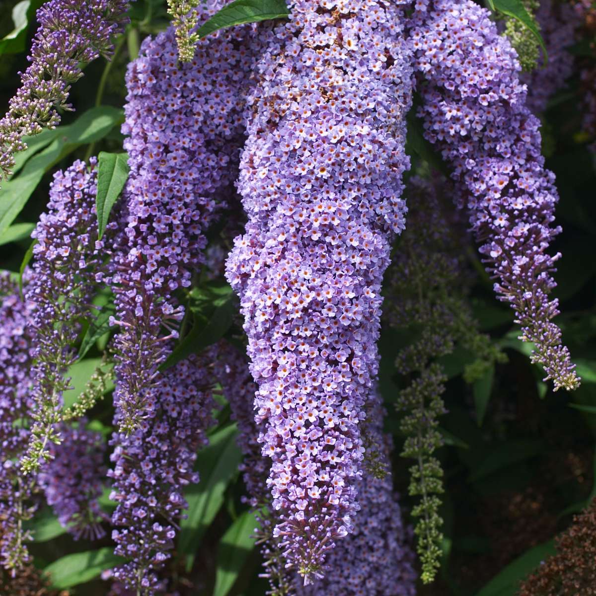 Buddleia - 3 buc - Buddleja davidii 'Nanho Blue' - Înălţime 25-40cm - ⌀9cm