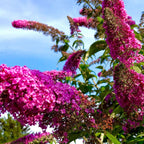 Buddleia - 3 buc - Buddleja davidii - Înălţime 25-40cm - ⌀9cm