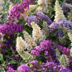 Buddleia - 3 buc - Buddleja davidii - Înălţime 25-40cm - ⌀9cm