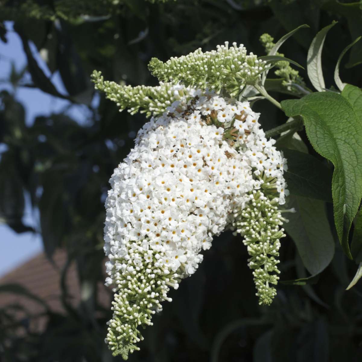 Buddleia - 3 buc - Buddleja davidii 'White Profusion' - Înălţime 25-40cm - ⌀9cm