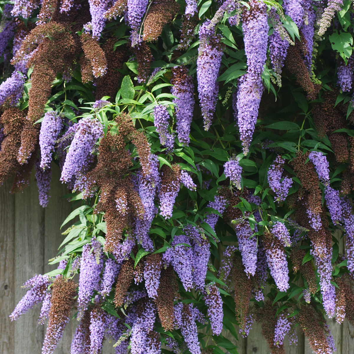 Buddleia - 3 buc - Buddleja davidii 'Nanho Blue' - Înălţime 25-40cm - ⌀9cm