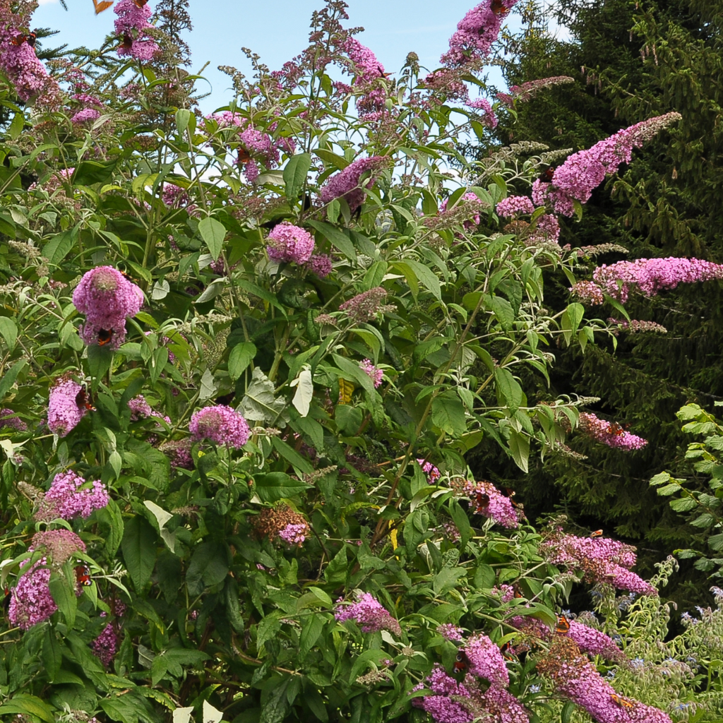Buddleia - 3 buc - Buddleja davidii 'Pink Delight' - Înălţime 25-40cm - ⌀9cm