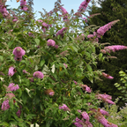 Buddleia - 3 buc - Buddleja davidii 'Pink Delight' - Înălţime 25-40cm - ⌀9cm