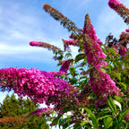 Buddleia - 3 buc - Buddleja davidii 'Pink Delight' - Înălţime 25-40cm - ⌀9cm