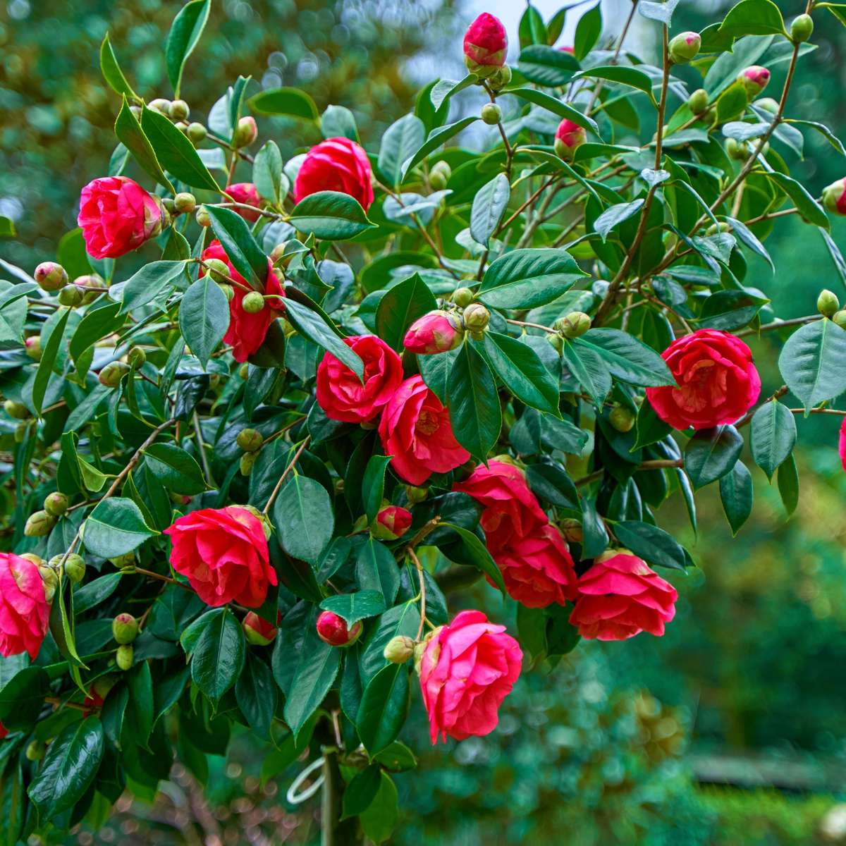 Camelie japoneză - Camellia japonica 'Dr. King' - Înălţime 50-60cm - ⌀15cm