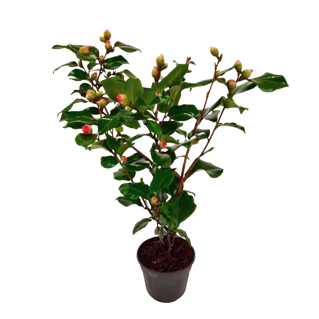 Camelie japoneză - Camellia japonica 'Dr. King' - Înălţime 50-60cm - ⌀15cm