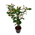 Camelie japoneză - Camellia japonica 'Dr. King' - Înălţime 50-60cm - ⌀15cm