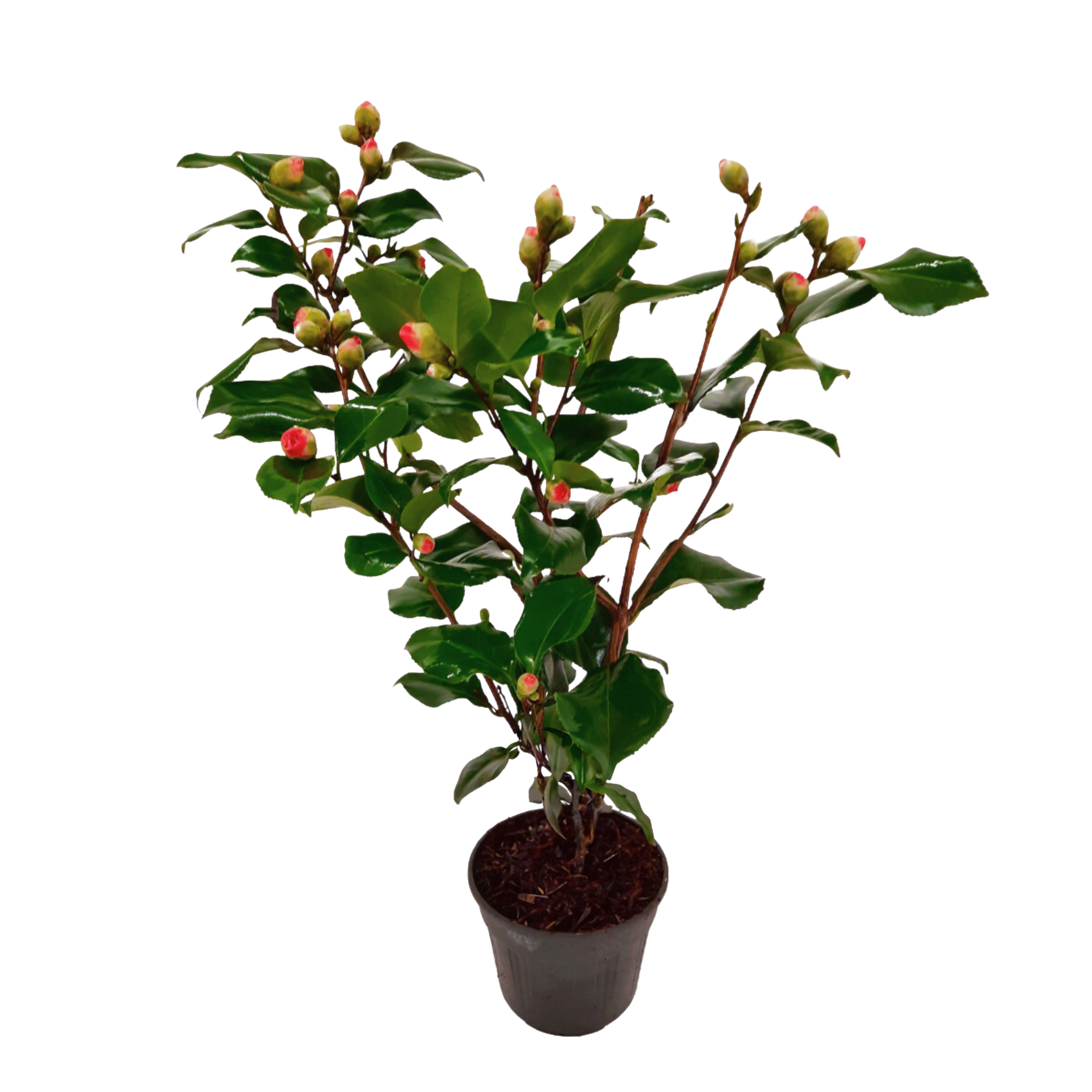 Camelie japoneză - Camellia japonica 'Dr. King' - Înălţime 50-60cm - ⌀15cm