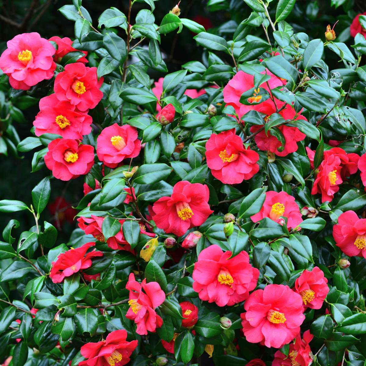Camelie japoneză - 2 buc - Camellia japonica 'Dr. King' - În. 50-60cm - ⌀15cm