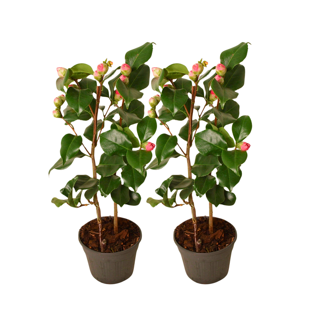 Camelie japoneză - 2 buc - Camellia japonica 'Dr. King' - În. 50-60cm - ⌀15cm