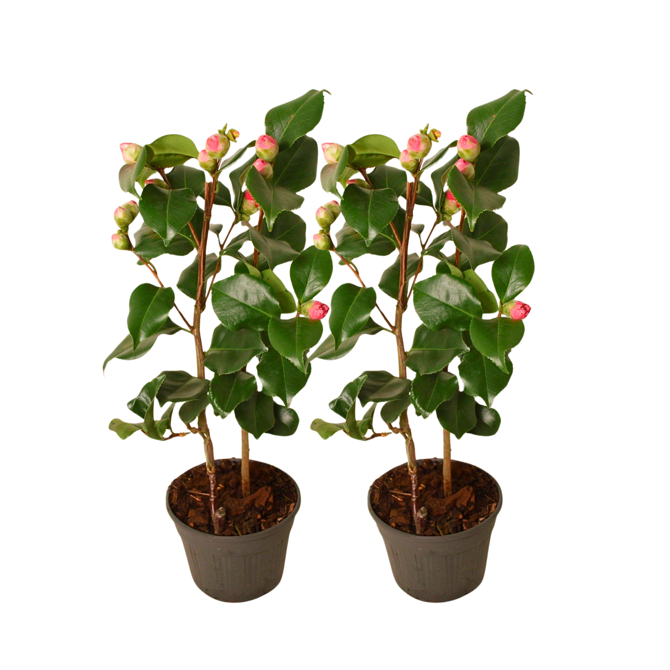 Camelie japoneză - 2 buc - Camellia japonica 'Dr. King' - În. 50-60cm - ⌀15cm