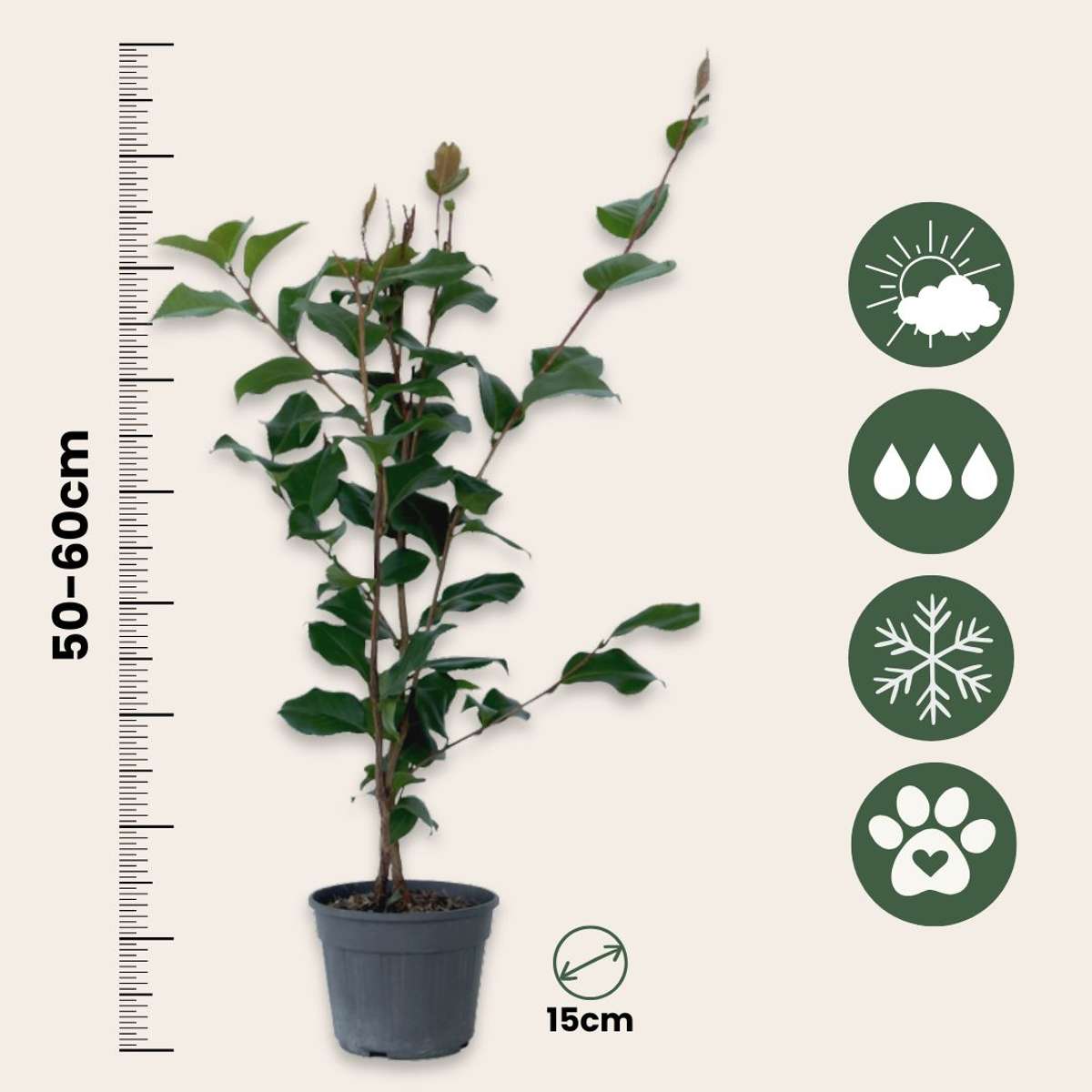 Camelie japoneză - 2 buc - Camellia japonica 'Dr. King' - În. 50-60cm - ⌀15cm
