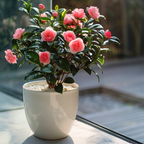 Camelie japoneză - 2 buc - Camellia japonica 'Dr. King' - În. 50-60cm - ⌀15cm