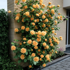 Camelie japoneză - 2 buc - Camellia japonica 'Brush Field' - În. 50-60cm - ⌀15cm