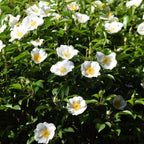 Camelie japoneză - 3 buc - Camellia japonica 'Brush Field' - În. 25-40cm - ⌀9cm