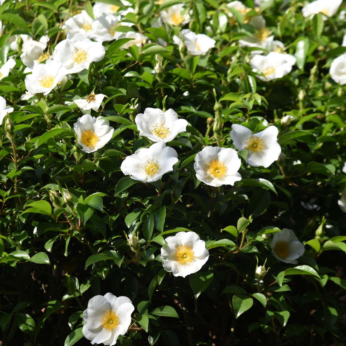 Camelie japoneză - 3 buc - Camellia japonica 'Brush Field' - În. 25-40cm - ⌀9cm