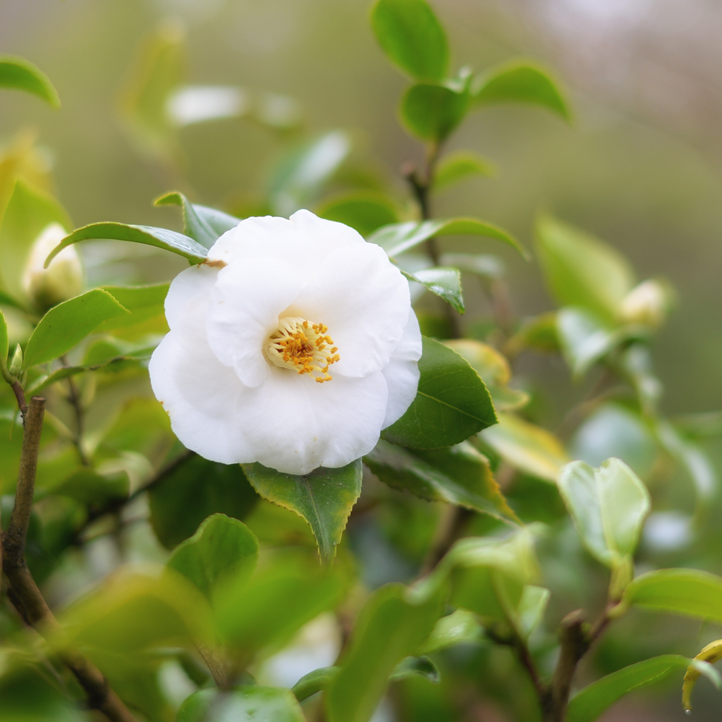 Camelie japoneză - 3 buc - Camellia japonica 'Brush Field' - În. 25-40cm - ⌀9cm