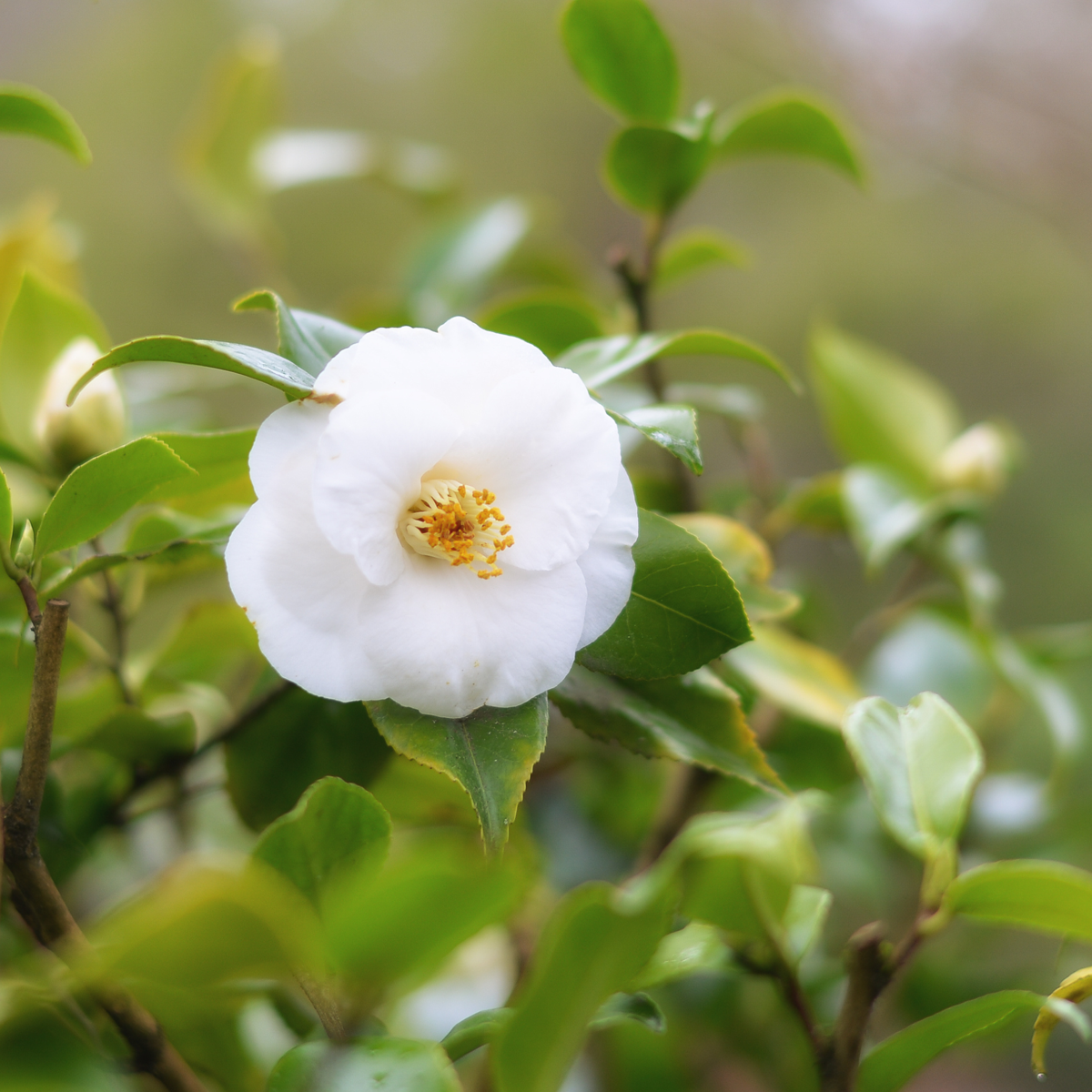 Camelie japoneză - 3 buc - Camellia japonica 'Brush Field' - În. 25-40cm - ⌀9cm