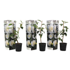 Camelie japoneză - 3 buc - Camellia japonica 'Brush Field' - În. 25-40cm - ⌀9cm