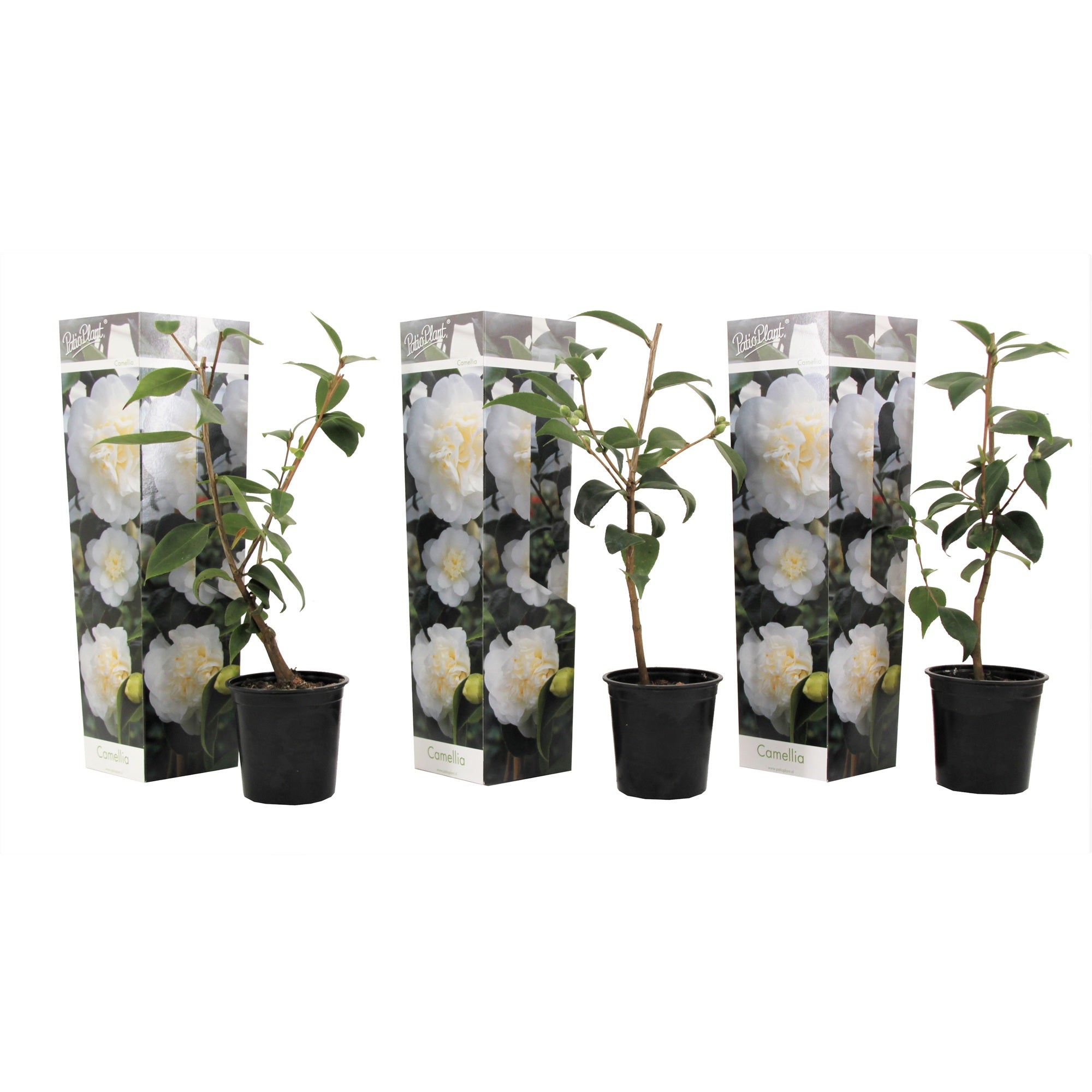 Camelie japoneză - 3 buc - Camellia japonica 'Brush Field' - În. 25-40cm - ⌀9cm