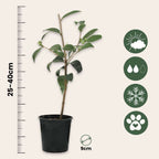 Camelie japoneză - 3 buc - Camellia japonica 'Brush Field' - În. 25-40cm - ⌀9cm