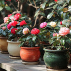 Camelie japoneză - 3 buc - Camellia japonica - Înălţime 25-40cm - ⌀9cm