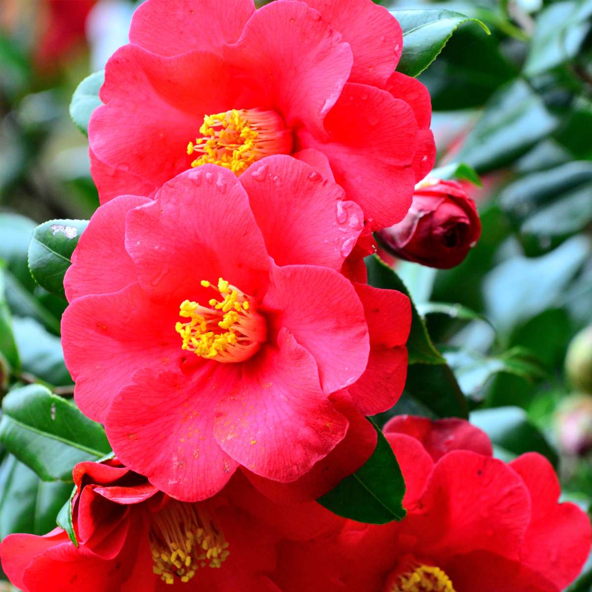 Camelie japoneză - 3 buc - Camellia japonica - Înălţime 25-40cm - ⌀9cm