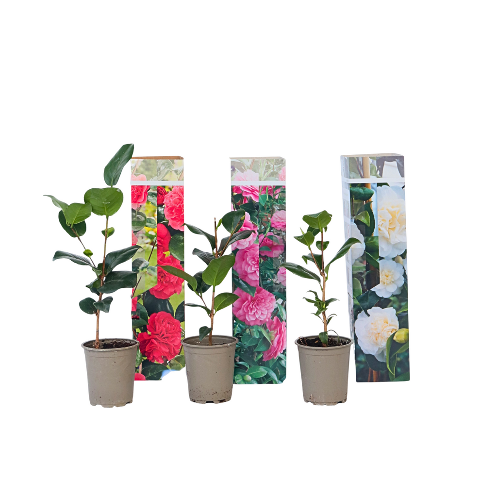 Camelie japoneză - 3 buc - Camellia japonica - Înălţime 25-40cm - ⌀9cm