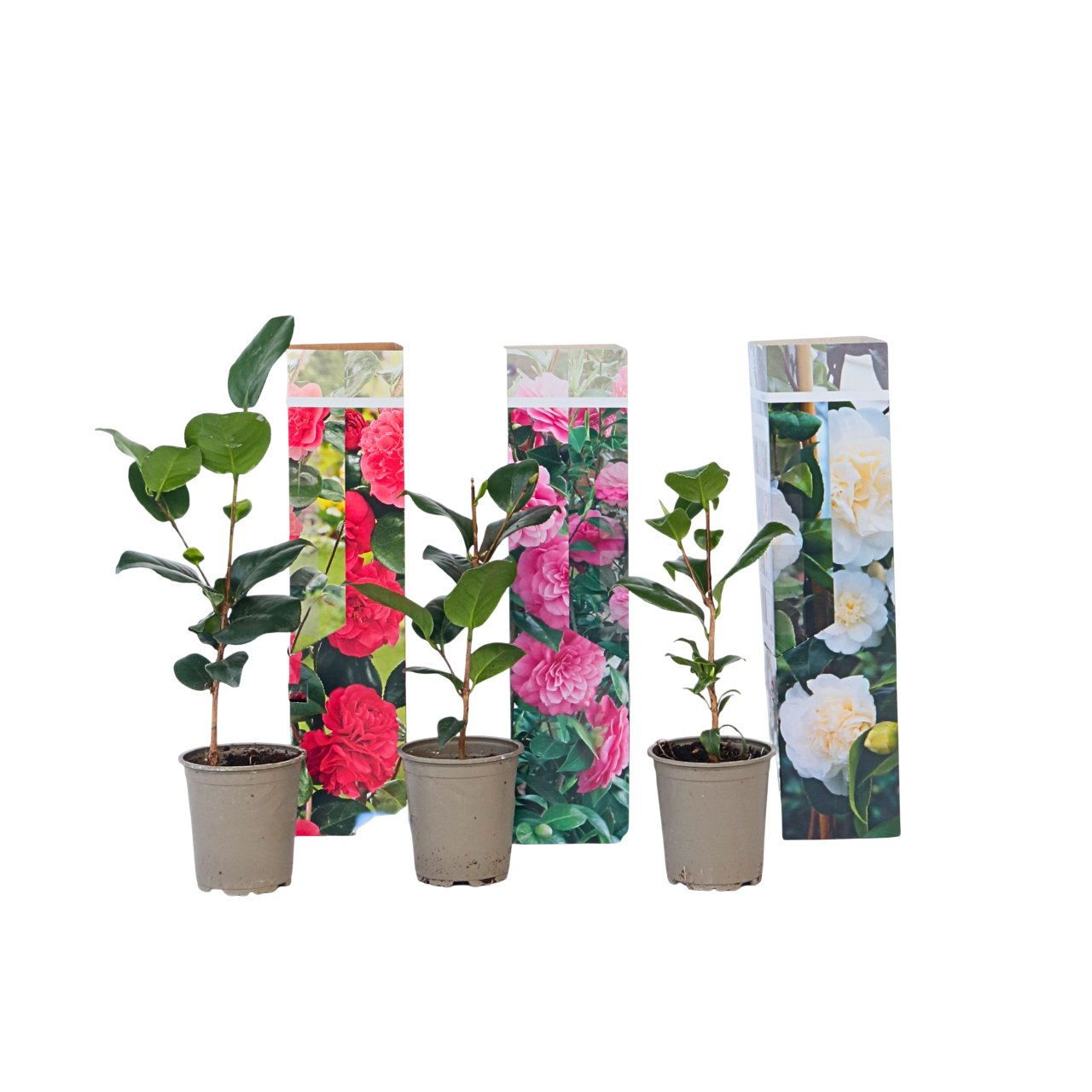 Camelie japoneză - 3 buc - Camellia japonica - Înălţime 25-40cm - ⌀9cm