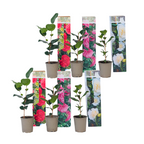 Camelie japoneză - 6 buc - Camellia japonica - Înălţime 25-40cm - ⌀9cm