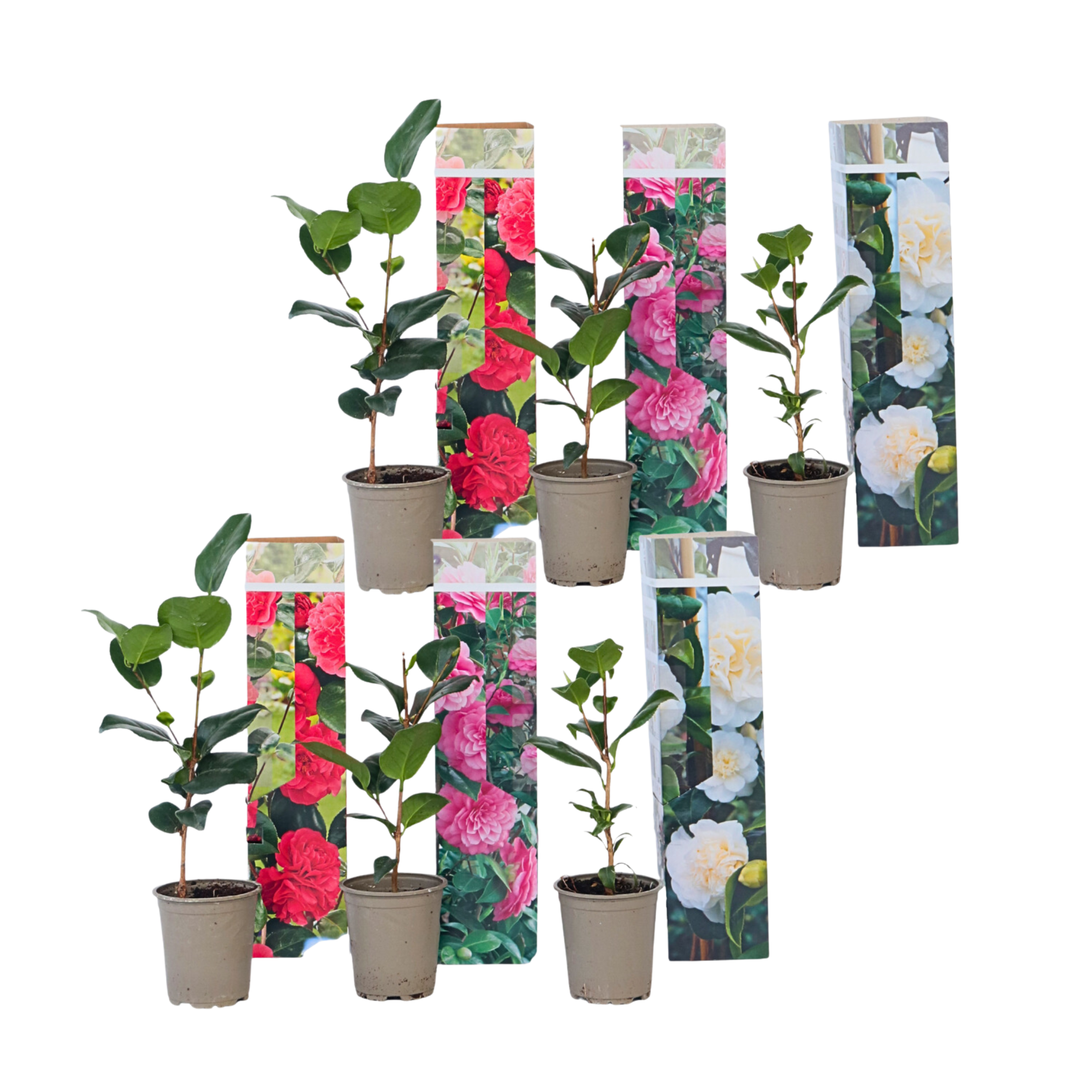 Camelie japoneză - 6 buc - Camellia japonica - Înălţime 25-40cm - ⌀9cm