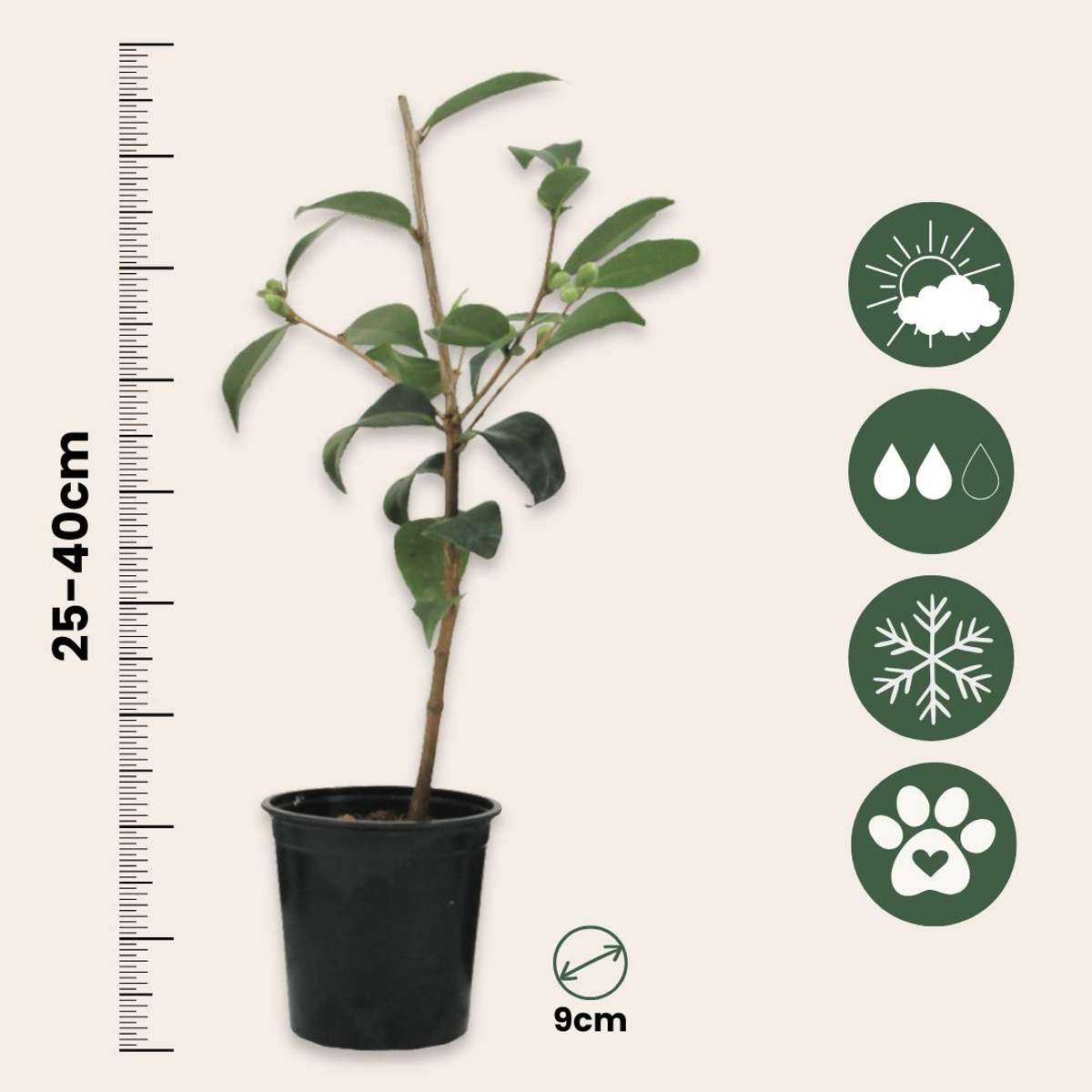 Camelie japoneză - 6 buc - Camellia japonica - Înălţime 25-40cm - ⌀9cm