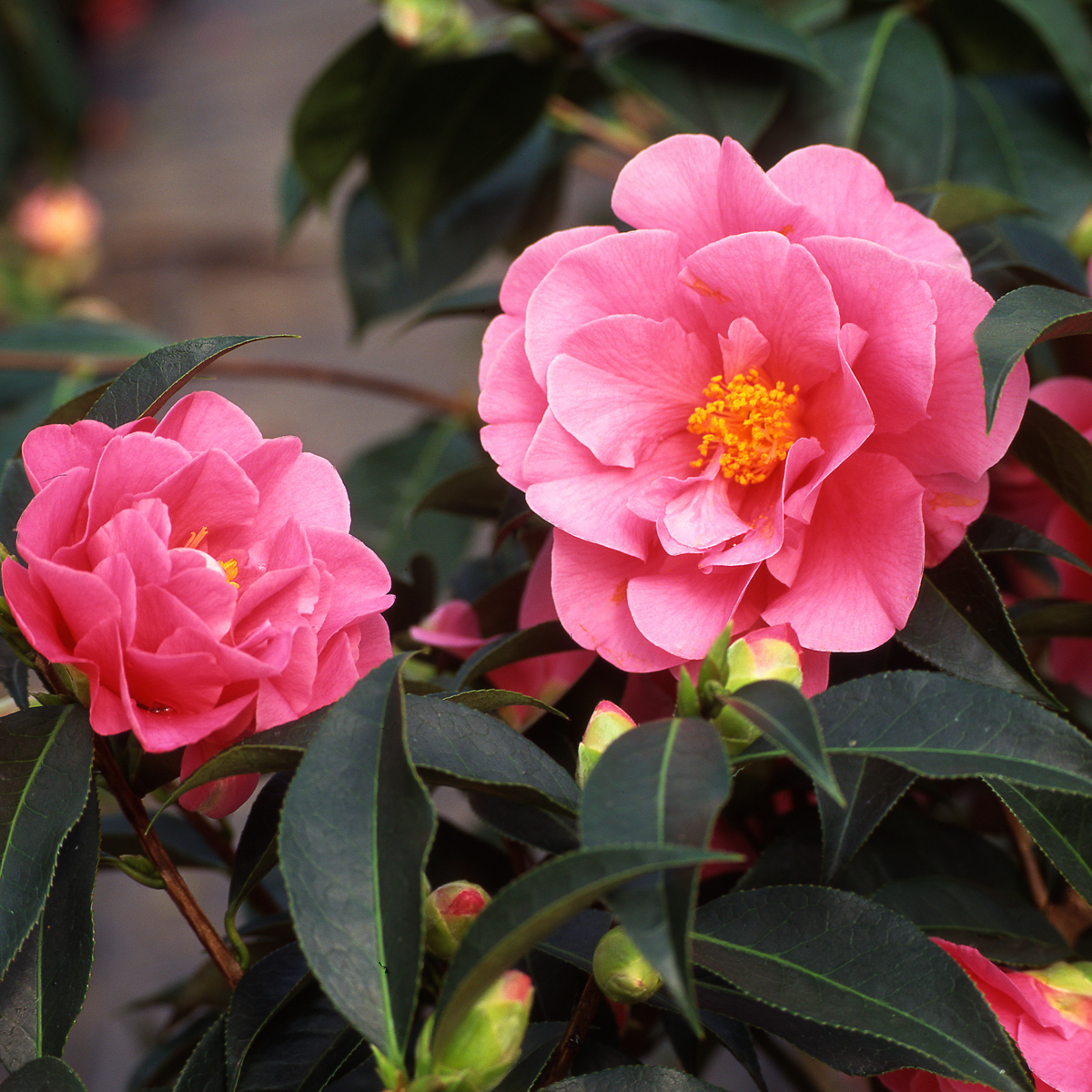 Camelie japoneză - 3 buc - Camellia japonica 'Bonomiana' - În. 25-40cm - ⌀9cm