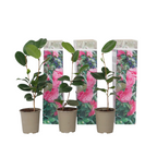 Camelie japoneză - 3 buc - Camellia japonica 'Bonomiana' - În. 25-40cm - ⌀9cm