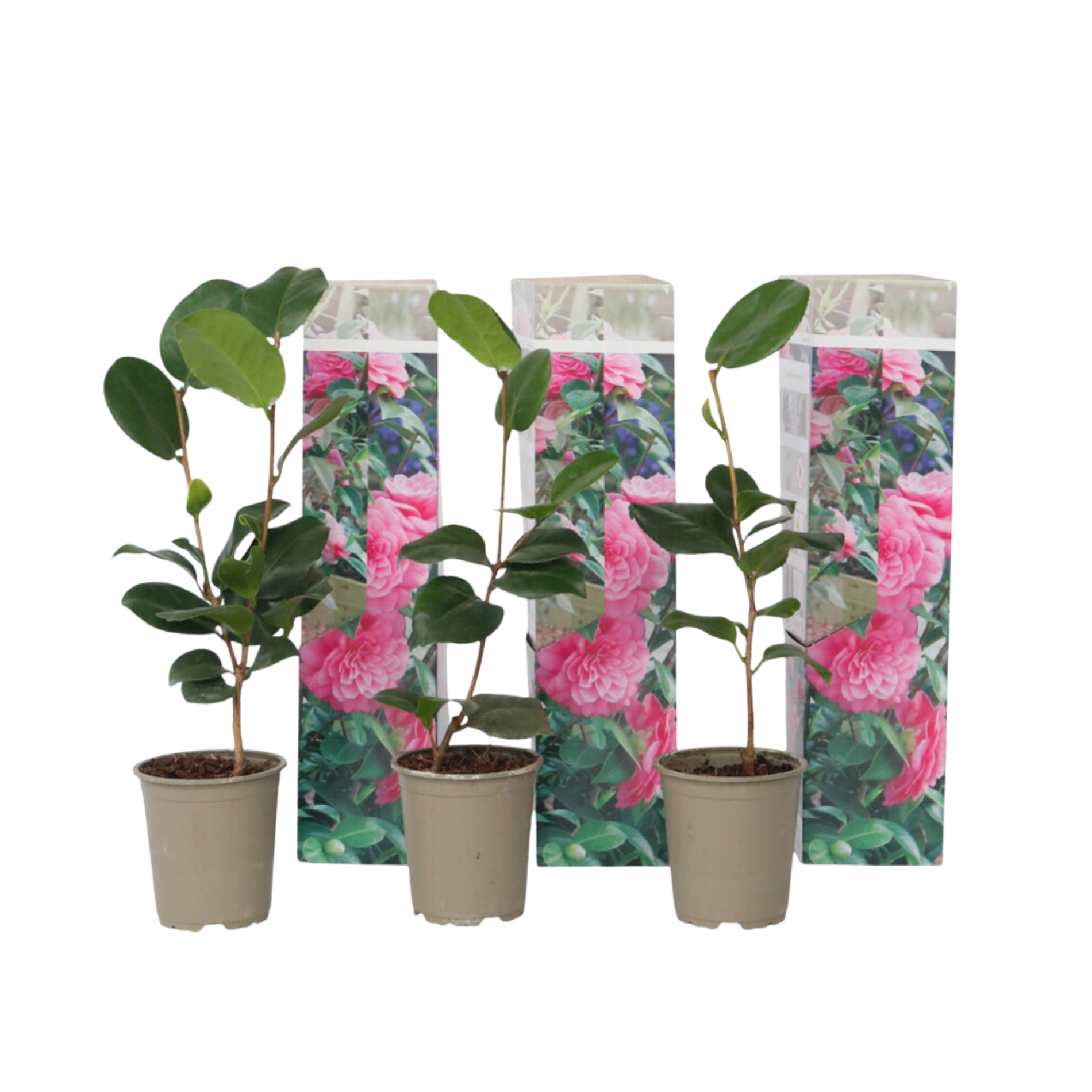 Camelie japoneză - 3 buc - Camellia japonica 'Bonomiana' - În. 25-40cm - ⌀9cm