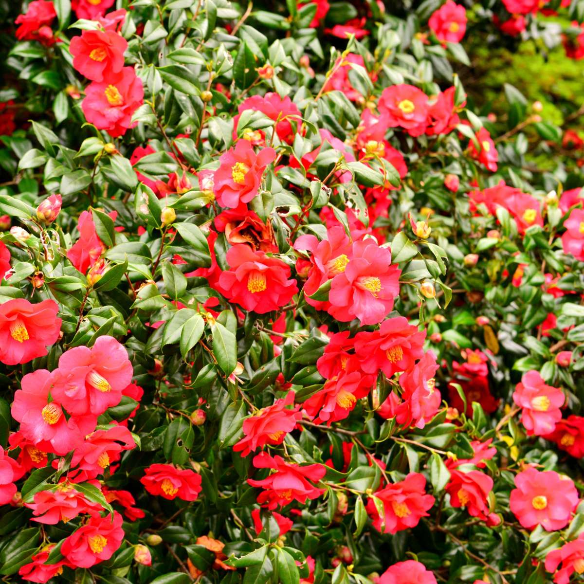 Camelie japoneză - 3 buc - Camellia 'Lady Campbell' - Înălţime 25-40cm - ⌀9cm