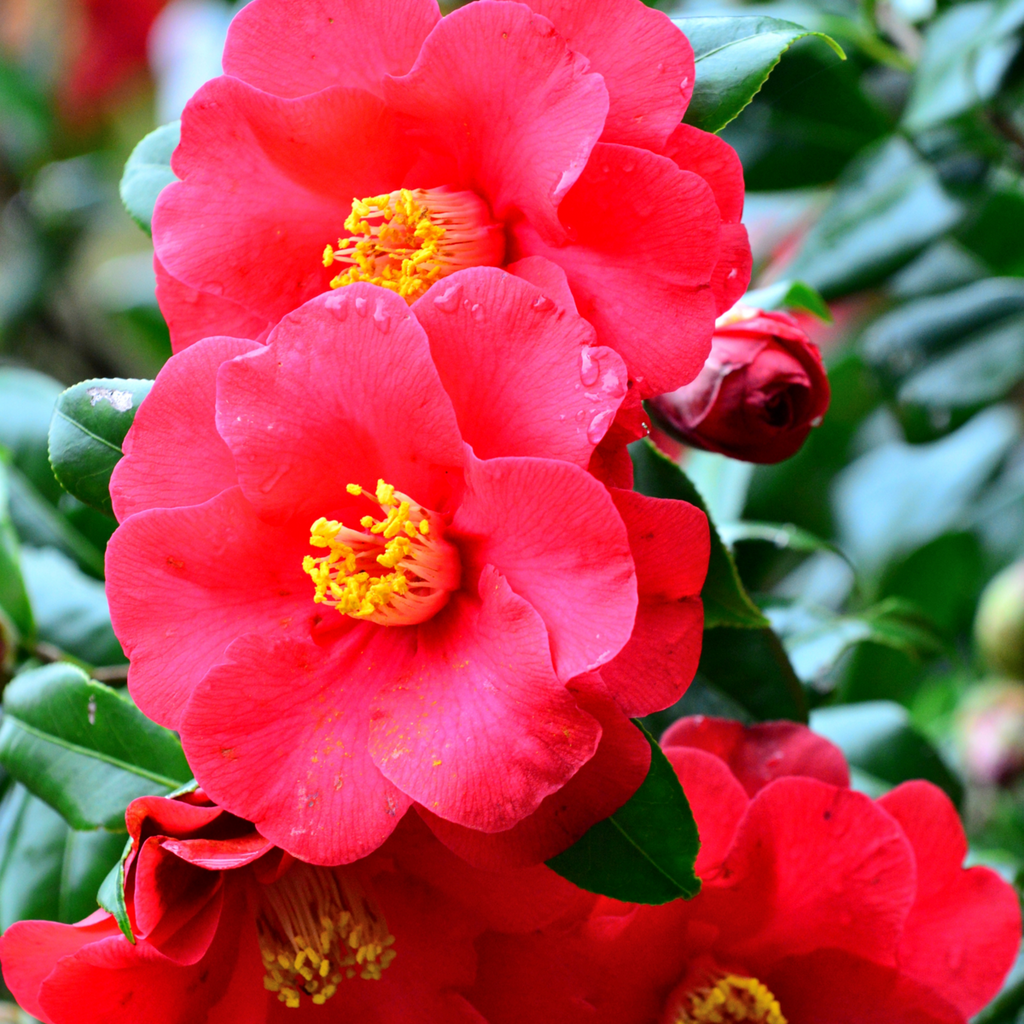Camelie japoneză - 3 buc - Camellia 'Lady Campbell' - Înălţime 25-40cm - ⌀9cm