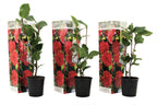 Camelie japoneză - 3 buc - Camellia 'Lady Campbell' - Înălţime 25-40cm - ⌀9cm