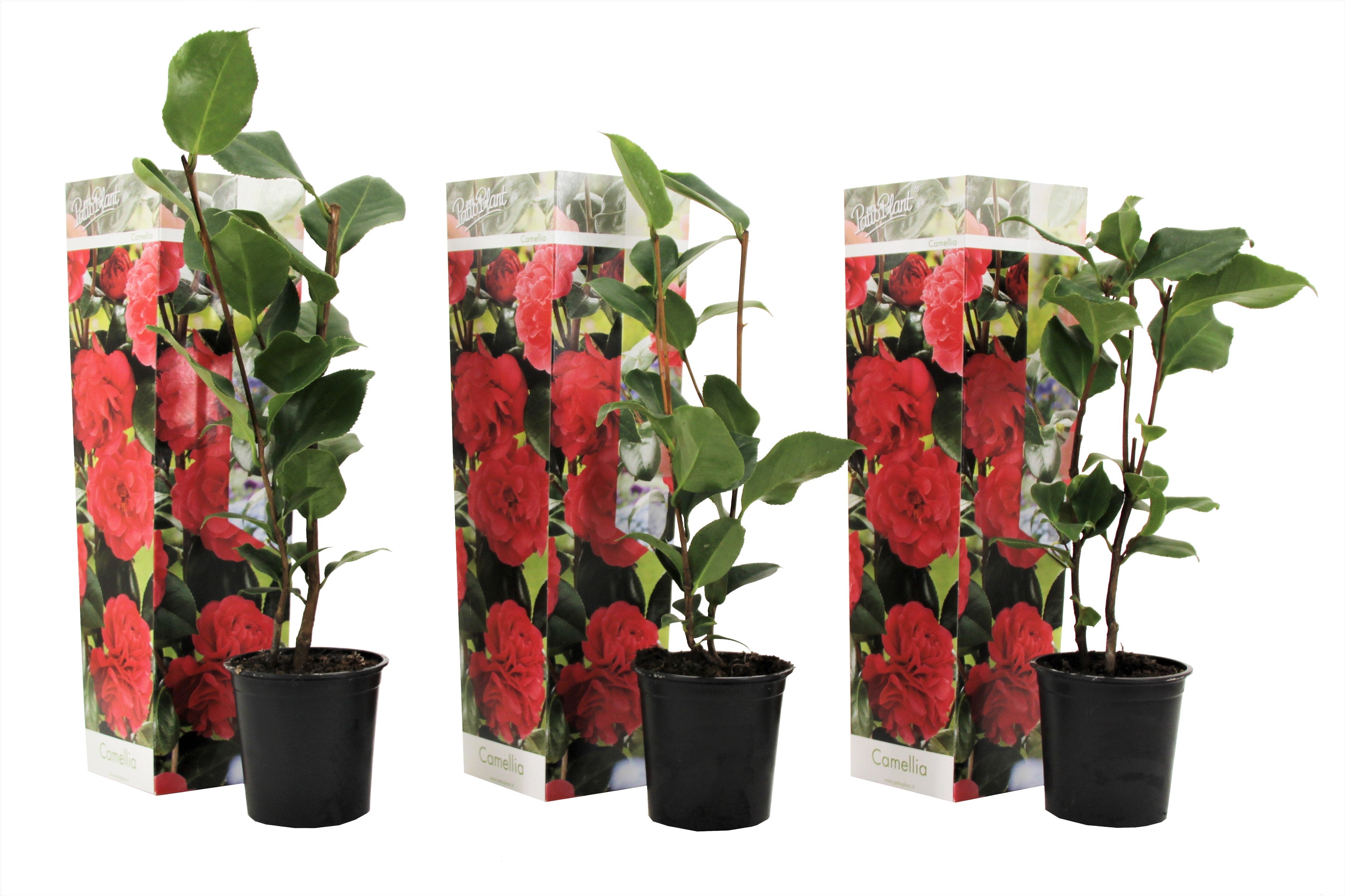 Camelie japoneză - 3 buc - Camellia 'Lady Campbell' - Înălţime 25-40cm - ⌀9cm
