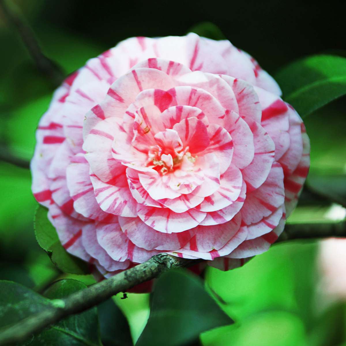 Camelie japoneză - 2 buc - Camellia japonica 'Bonomiana' - În. 50-60cm - ⌀15cm