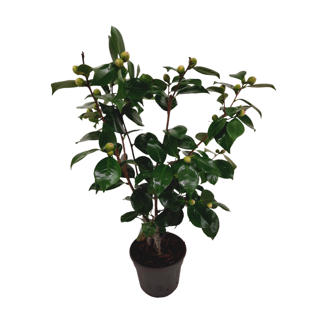 Camelie japoneză - Camellia japonica 'Bonomiana' - Înălţime 50-60cm - ⌀15cm