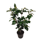 Camelie japoneză - Camellia japonica 'Bonomiana' - Înălţime 50-60cm - ⌀15cm