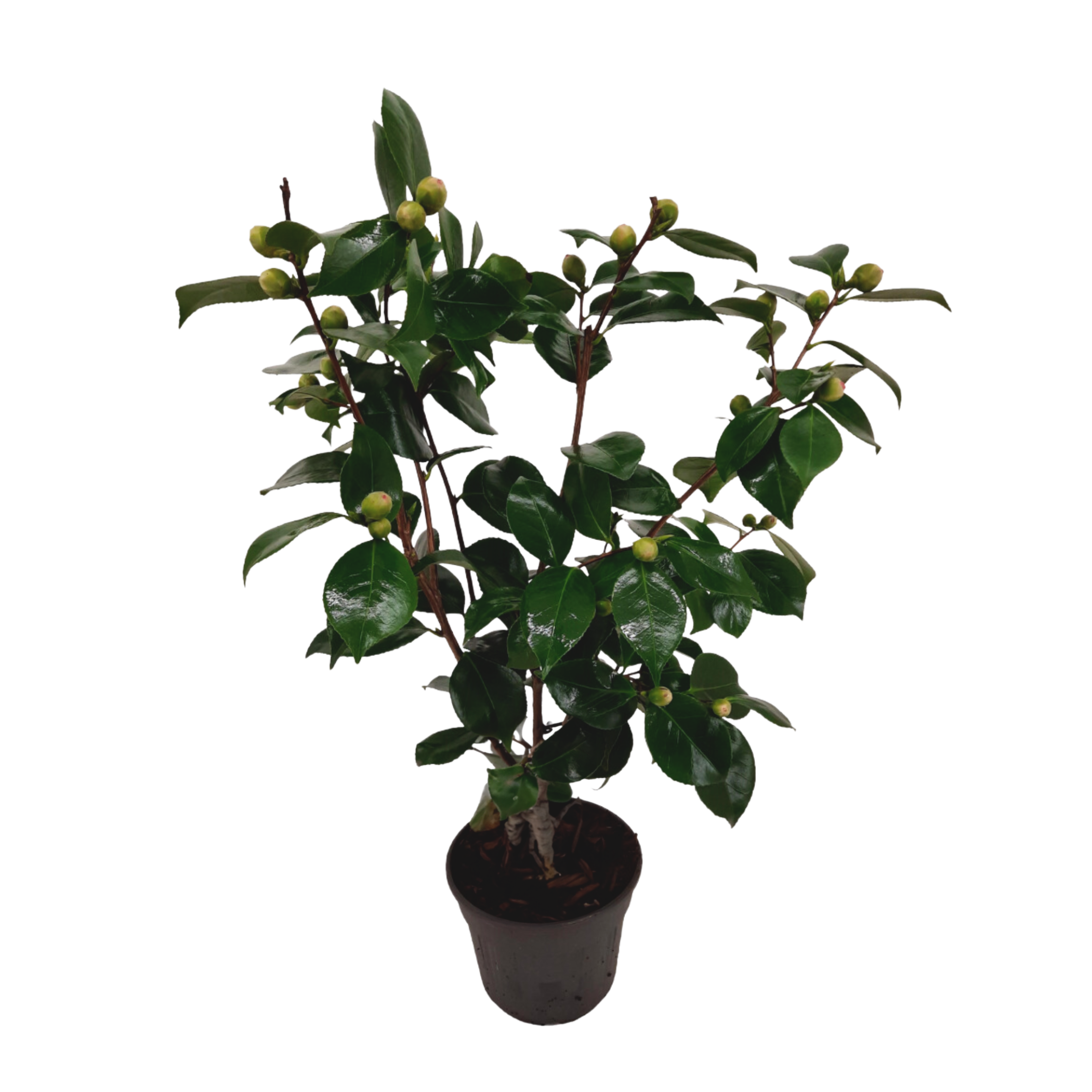 Camelie japoneză - Camellia japonica 'Bonomiana' - Înălţime 50-60cm - ⌀15cm