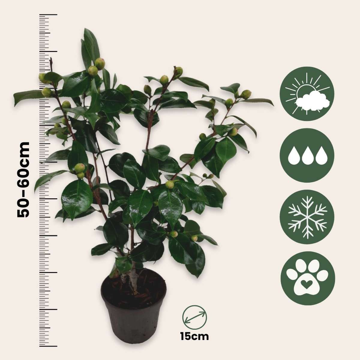 Camelie japoneză - Camellia japonica 'Bonomiana' - Înălţime 50-60cm - ⌀15cm