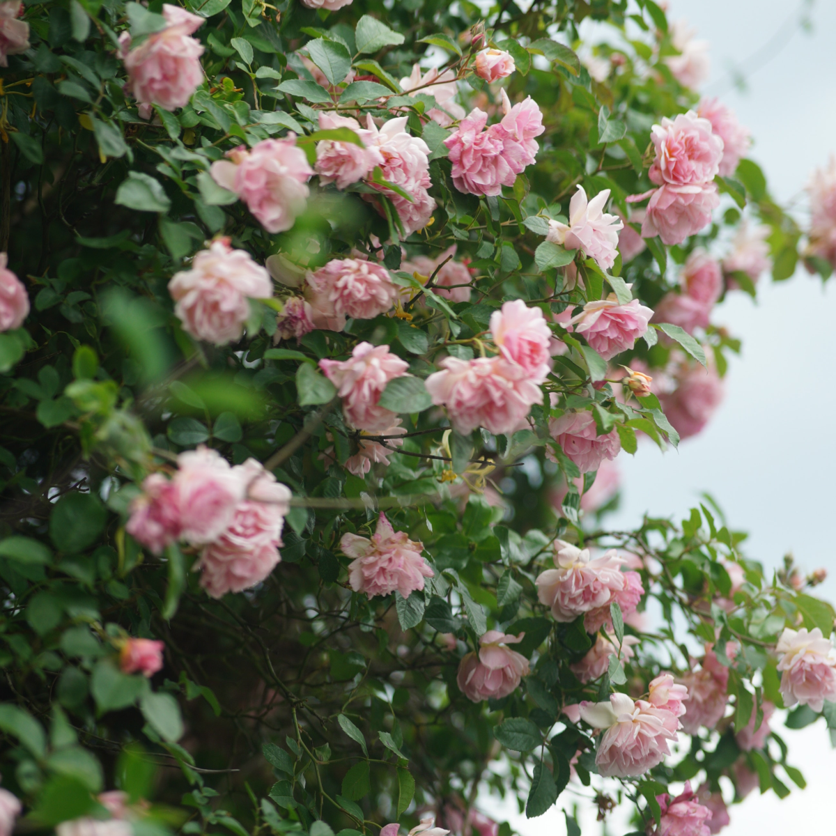 Camelie japoneză - Camellia japonica 'Bonomiana' - Înălţime 50-60cm - ⌀15cm