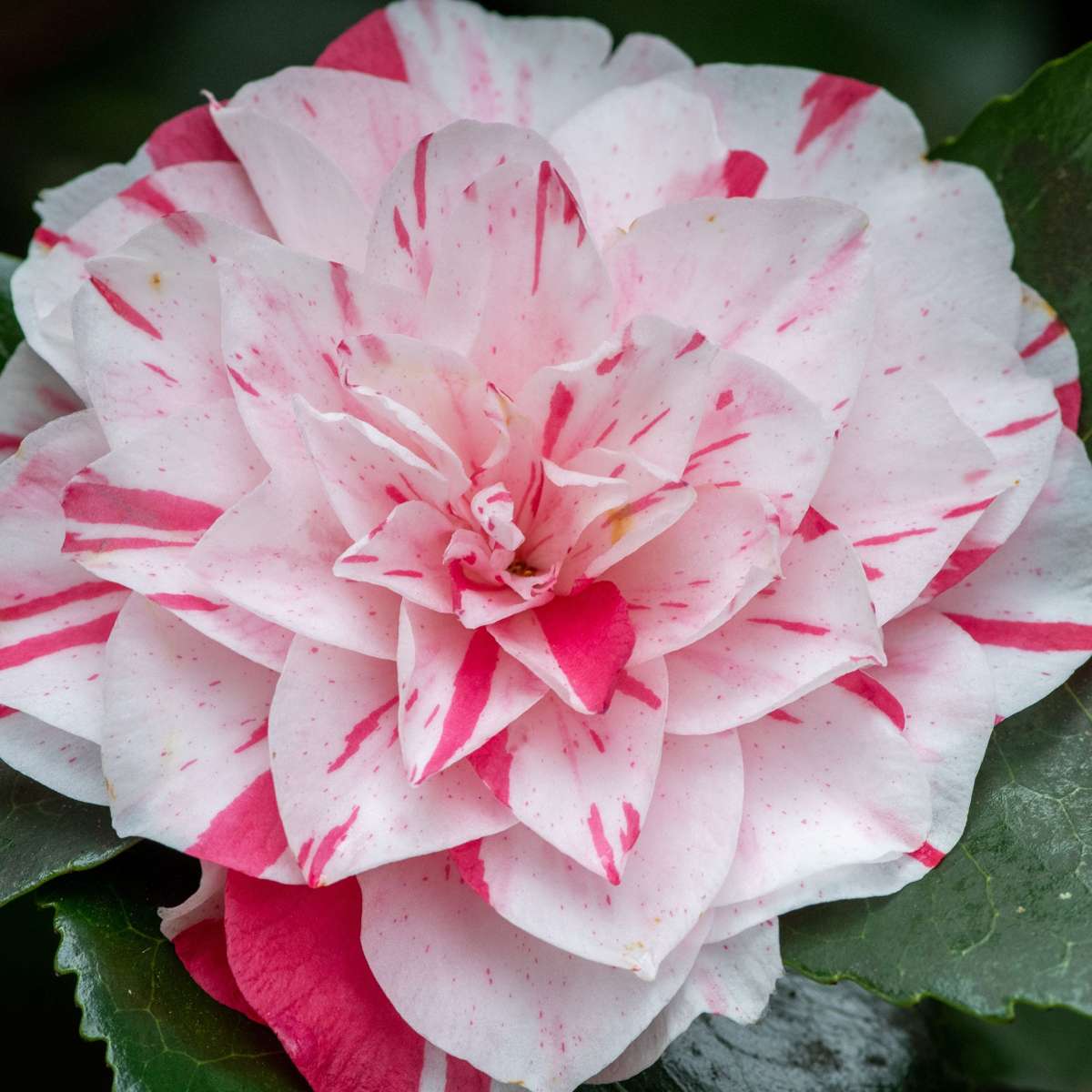 Camelie japoneză - 2 buc - Camellia japonica 'Bonomiana' - În. 50-60cm - ⌀15cm