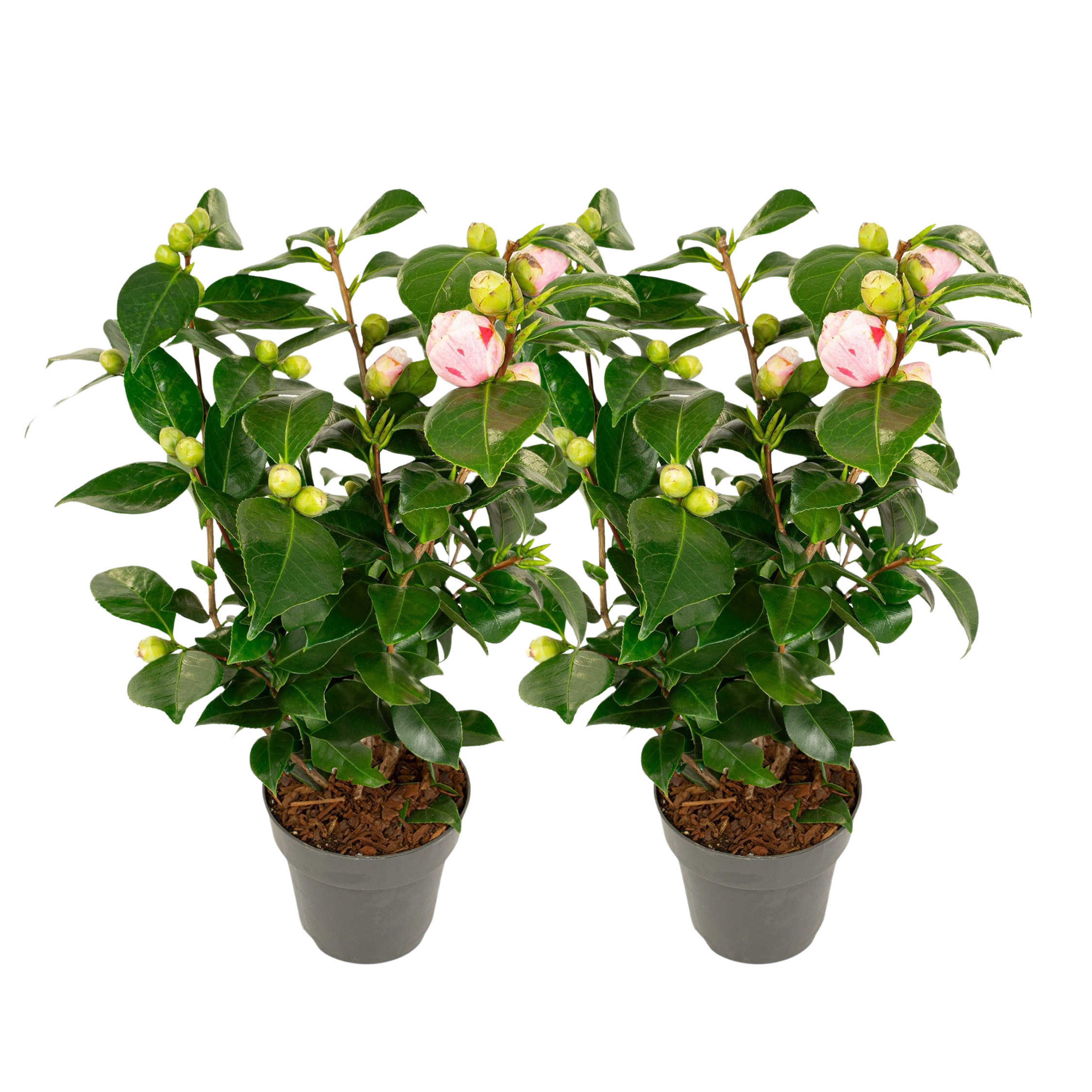 Camelie japoneză - 2 buc - Camellia japonica 'Bonomiana' - În. 50-60cm - ⌀15cm