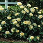Camelie japoneză - 2 buc - Camellia japonica 'Brush Field' - În. 50-60cm - ⌀15cm